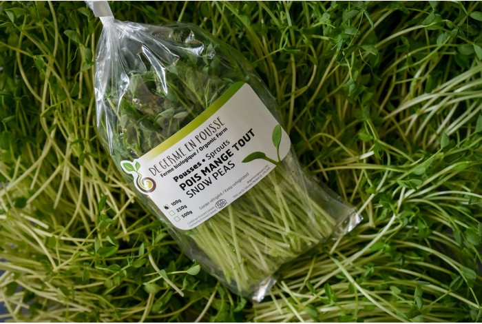 Peas organic shoots, for salads